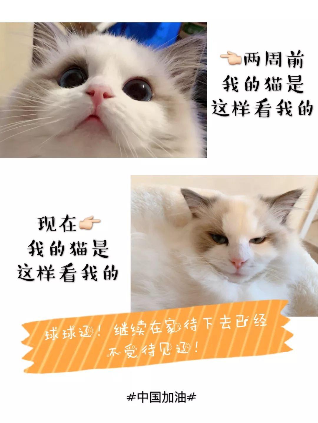 文化人还不能说武汉加油了？袋鼠人说！